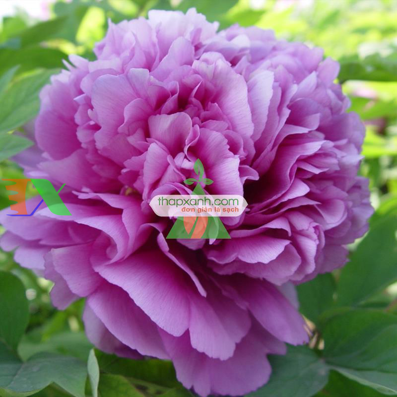 Hạt giống hoa Mẫu Đơn mix (Nga)