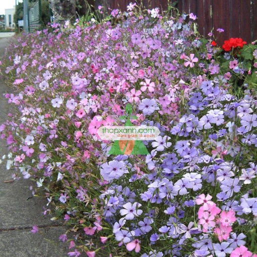 Ảnh của Hạt giống Hoa Viscaria Oculata mix