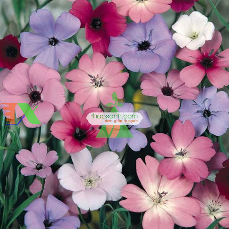 Hạt giống Hoa Viscaria Oculata mix