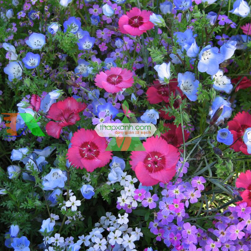 Hạt giống Hoa Viscaria Oculata mix