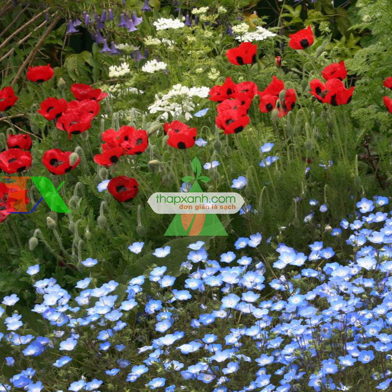 Hạt giống Hoa Viscaria Oculata mix