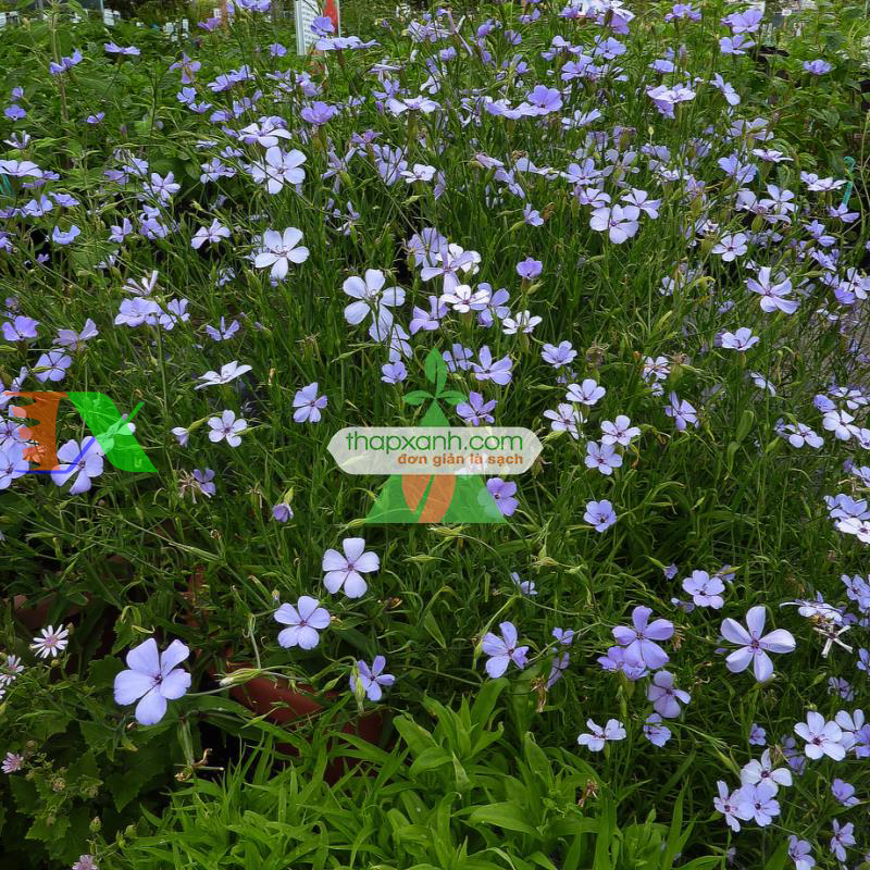 Hạt giống Hoa Viscaria Oculata mix