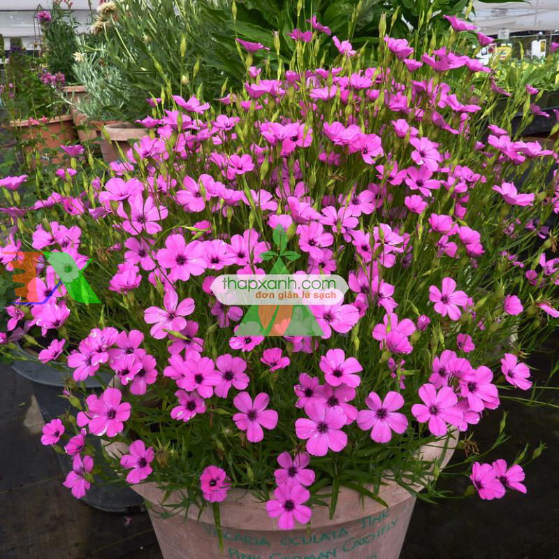 Hạt giống Hoa Viscaria Oculata mix