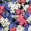 Gambar Hạt giống Hoa Lưu Ly (Forget Me Not) mix