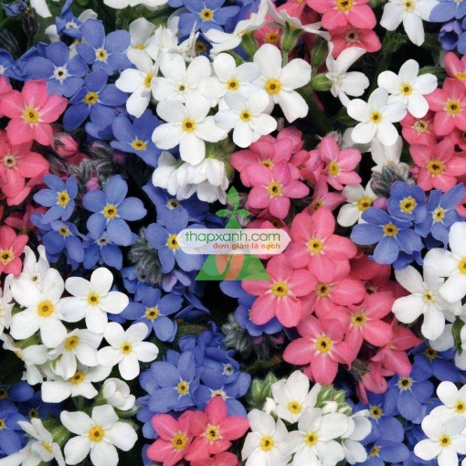 Gambar Hạt giống Hoa Lưu Ly (Forget Me Not) mix