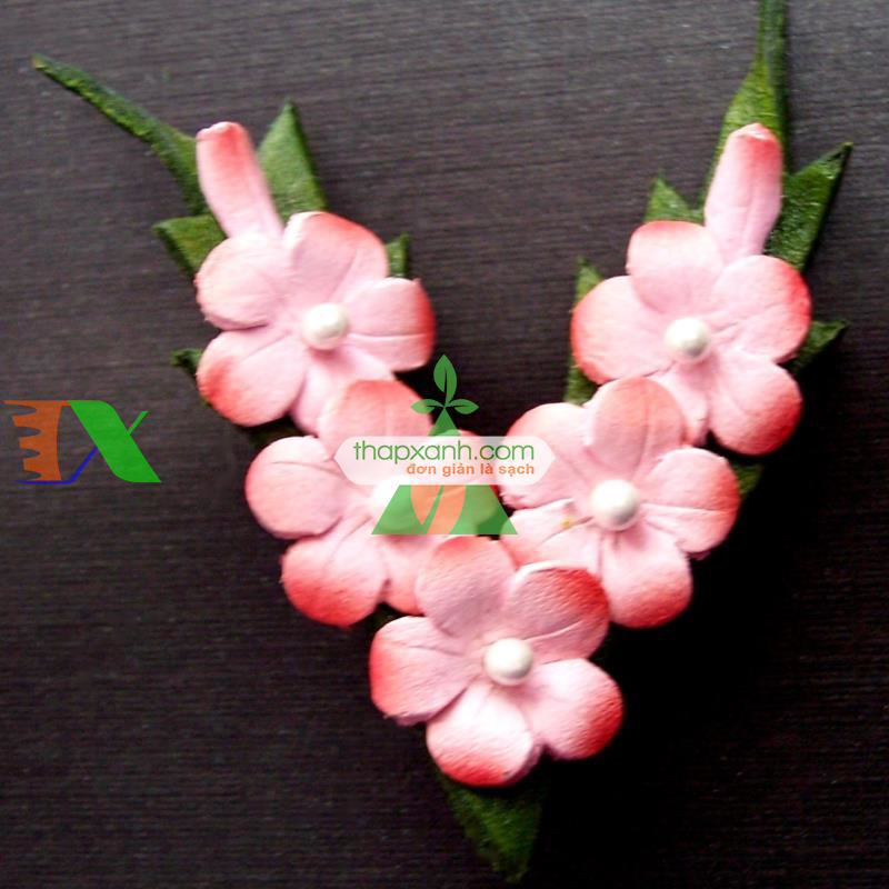 Hạt giống Hoa Lưu Ly (Forget Me Not) mix