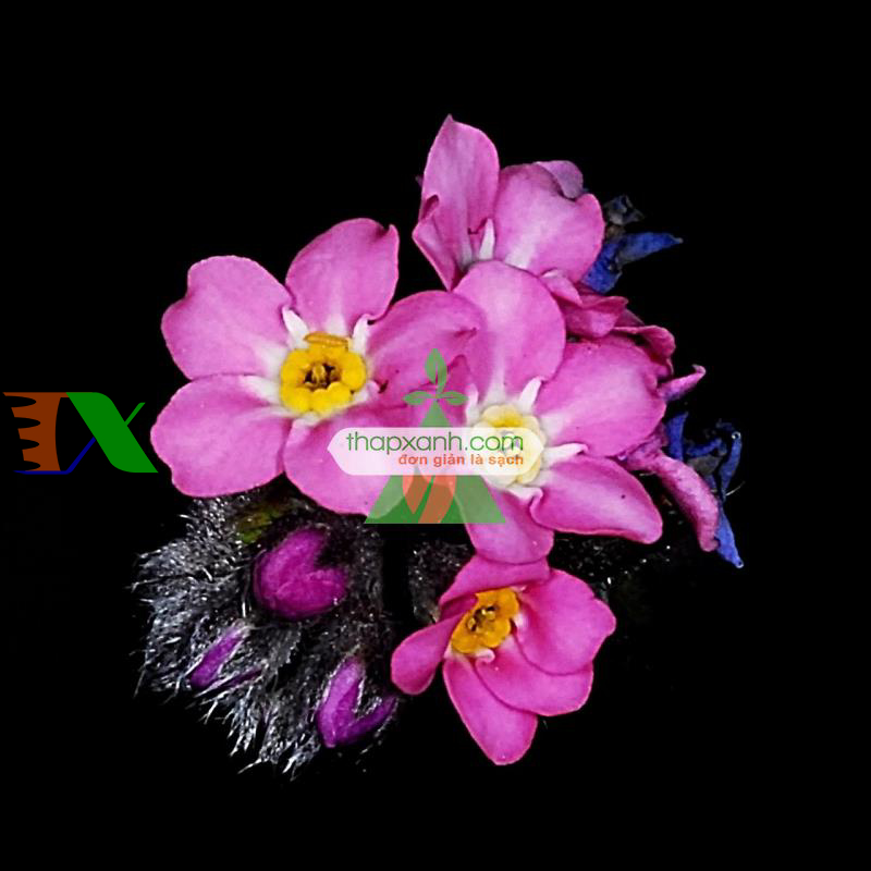 Hạt giống Hoa Lưu Ly (Forget Me Not) mix