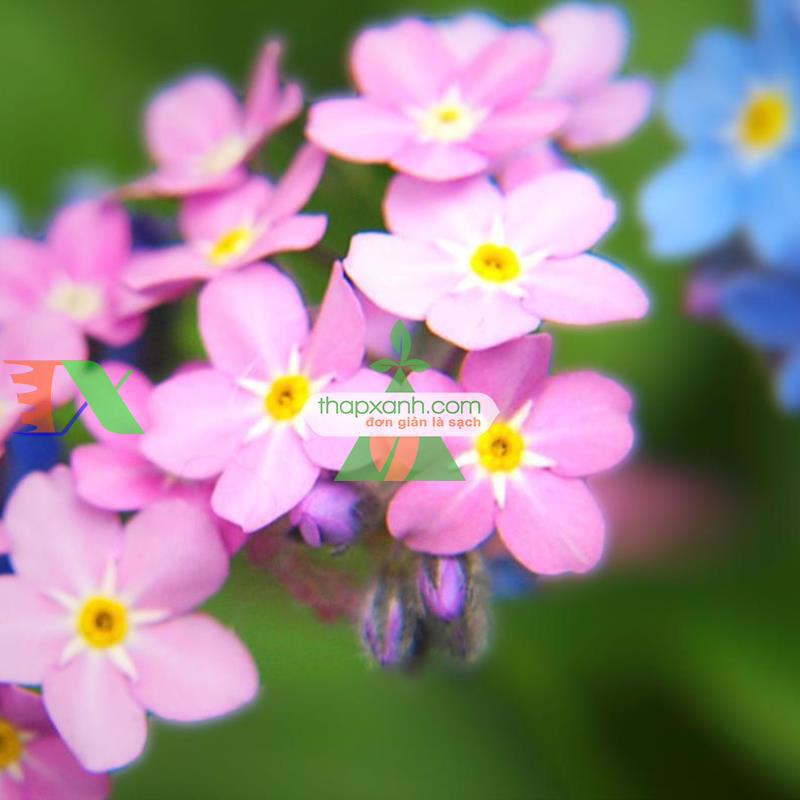 Hạt giống Hoa Lưu Ly (Forget Me Not) mix