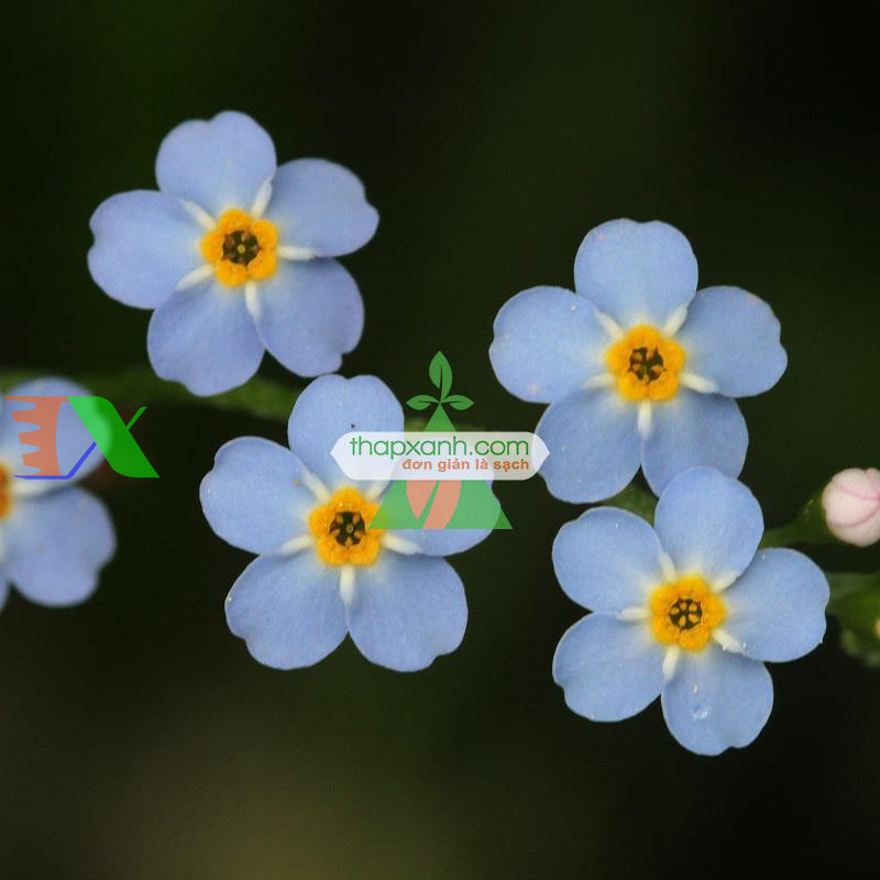 Hạt giống Hoa Lưu Ly (Forget Me Not) mix