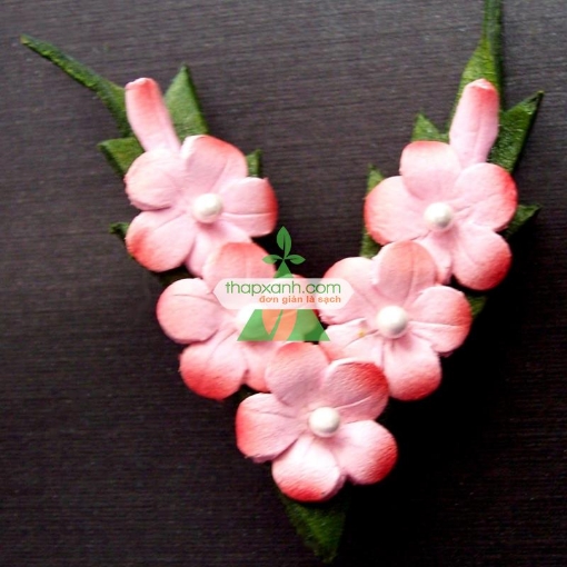 Gambar Hạt giống Hoa Lưu Ly (Forget Me Not) hồng