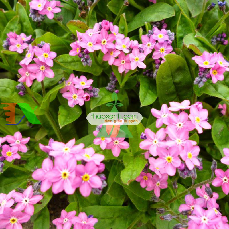 Hạt giống Hoa Lưu Ly (Forget Me Not) hồng