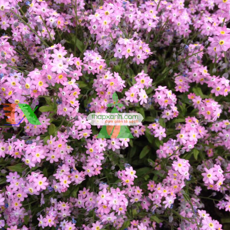 Hạt giống Hoa Lưu Ly (Forget Me Not) hồng
