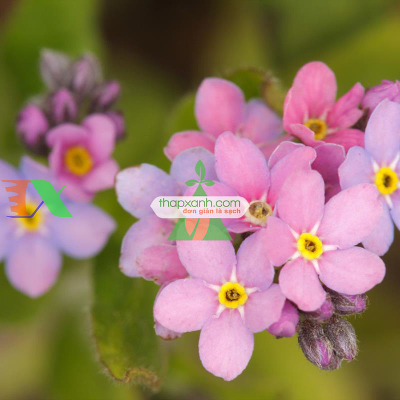 Hạt giống Hoa Lưu Ly (Forget Me Not) hồng
