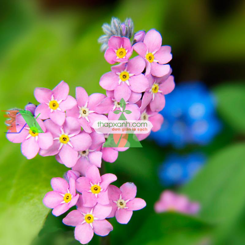 Hạt giống Hoa Lưu Ly (Forget Me Not) hồng