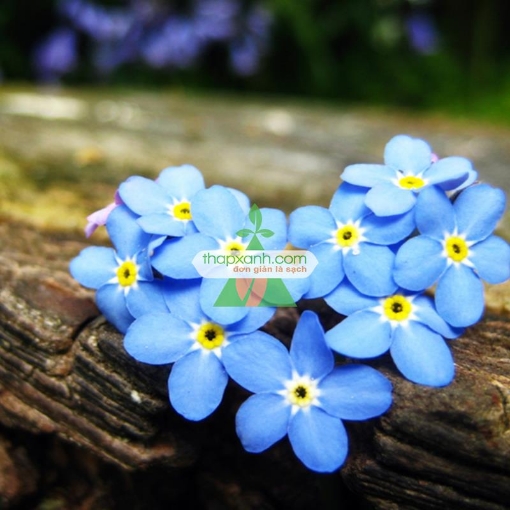 Gambar Hạt giống Hoa Lưu Ly (Forget Me Not) xanh