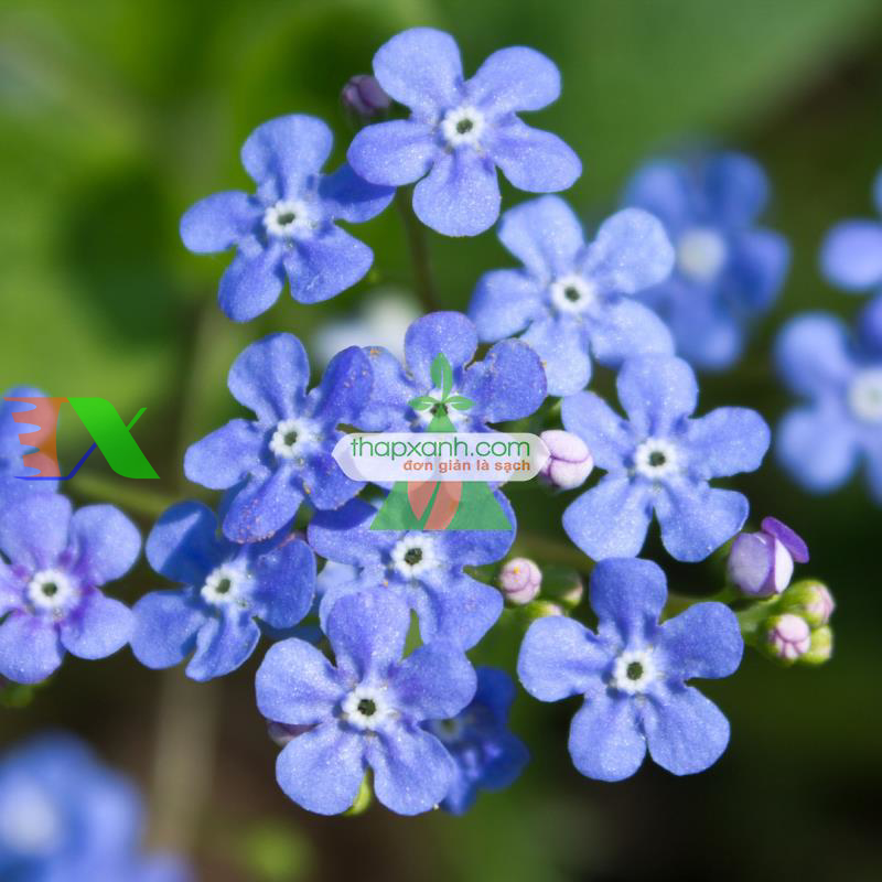 Hạt giống Hoa Lưu Ly (Forget Me Not) xanh