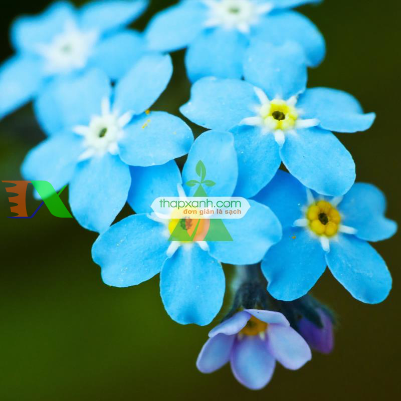 Hạt giống Hoa Lưu Ly (Forget Me Not) xanh