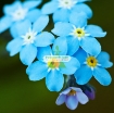 Gambar Hạt giống Hoa Lưu Ly (Forget Me Not) xanh