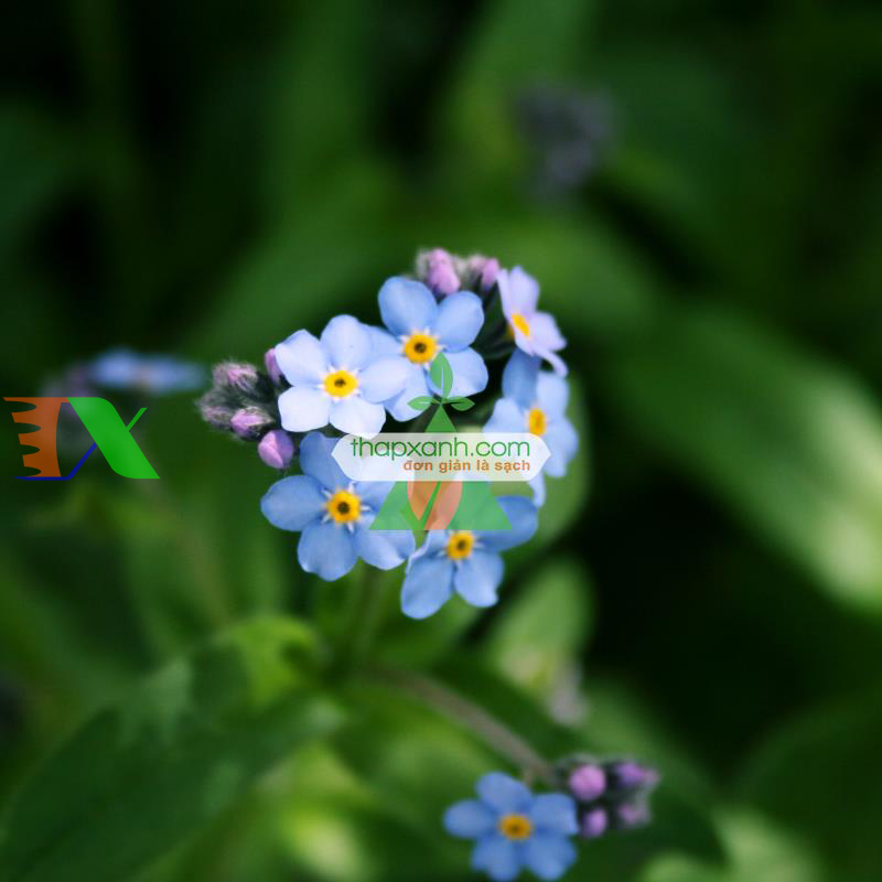 Hạt giống Hoa Lưu Ly (Forget Me Not) xanh