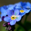 Gambar Hạt giống Hoa Lưu Ly (Forget Me Not) xanh