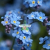 Gambar Hạt giống Hoa Lưu Ly (Forget Me Not) xanh