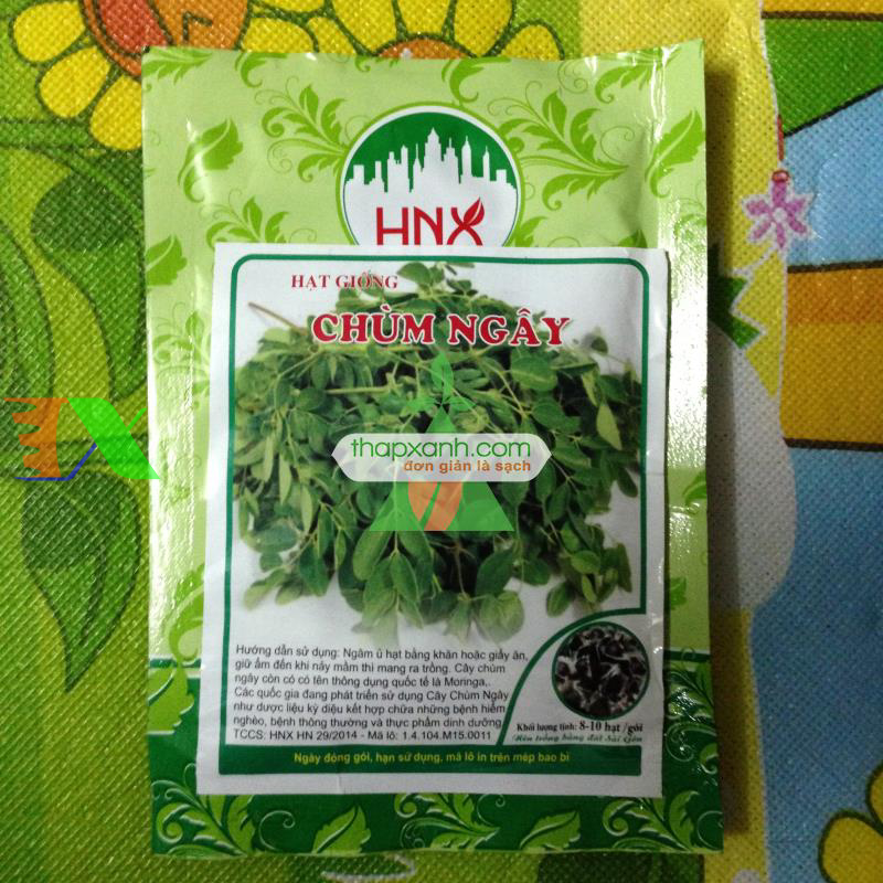 Hạt giống cây Chùm Ngây