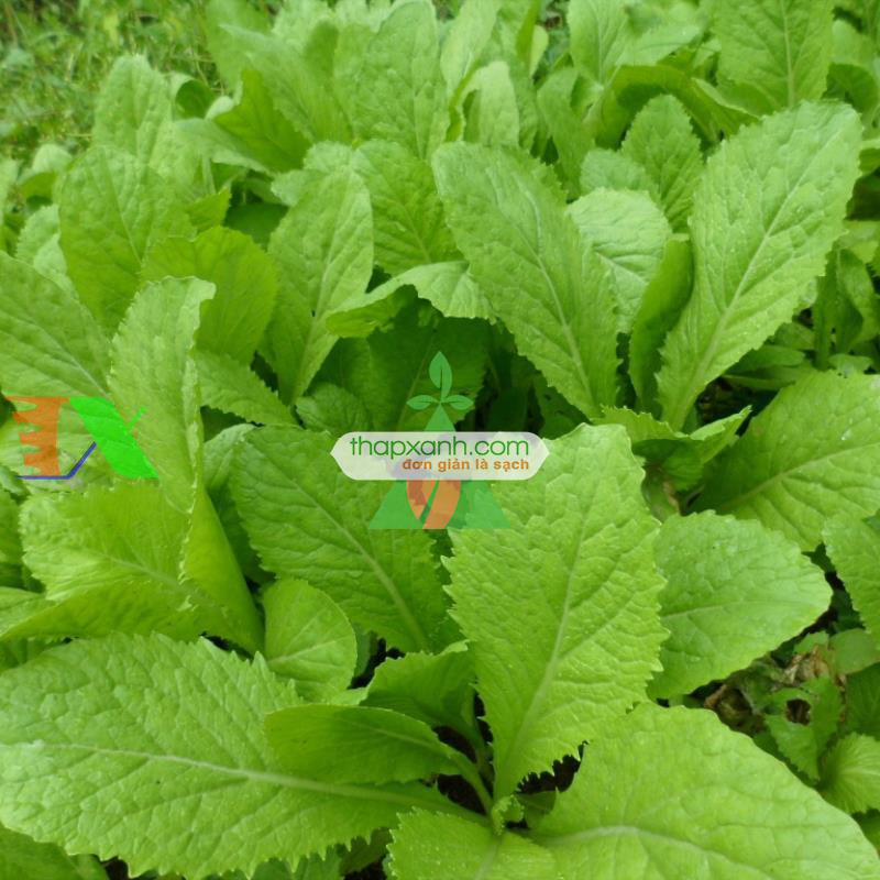 Hạt giống rau Cải Bẹ Vàng (Cải bẹ xanh)