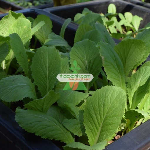 รูปภาพของ Hạt giống rau Cải Bẹ Vàng (Cải bẹ xanh)