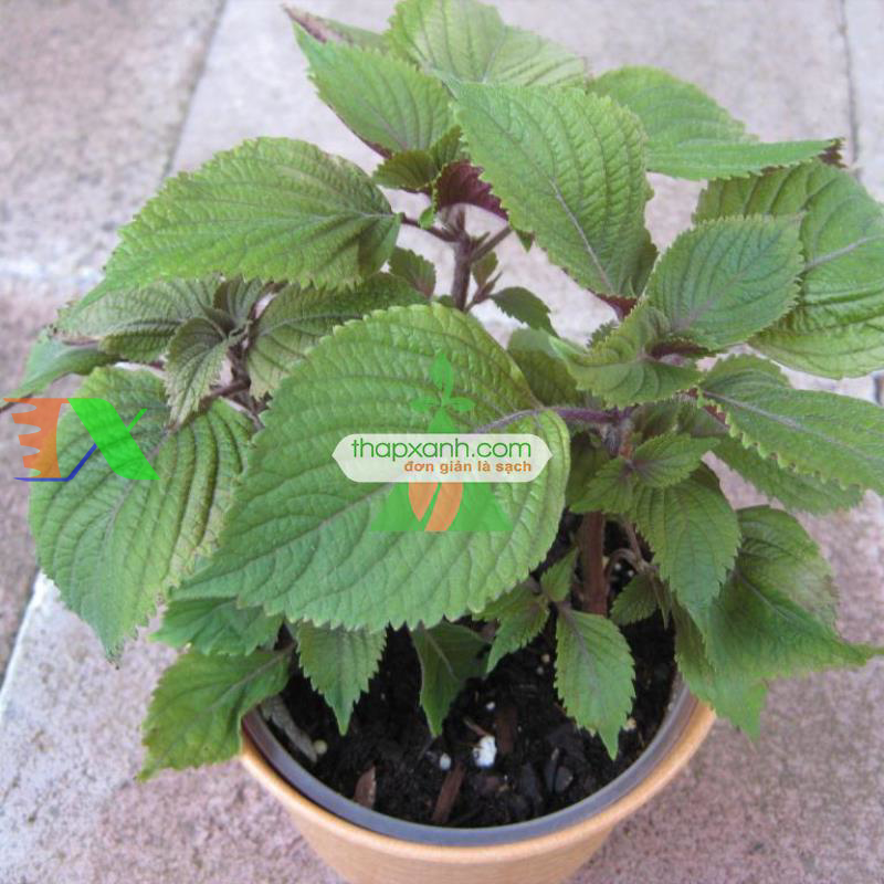 Hạt giống Rau Tía Tô