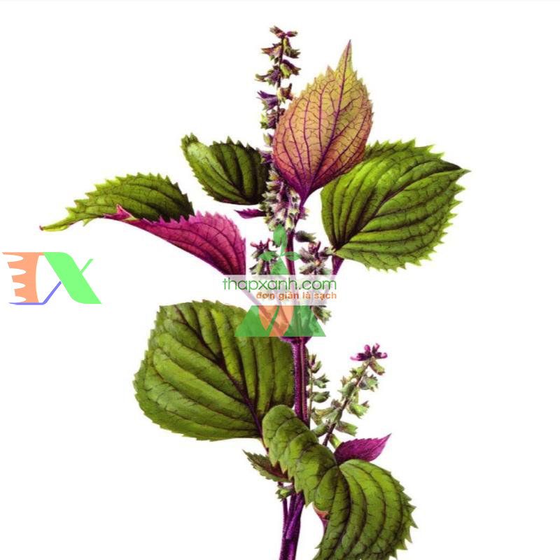 Hạt giống Rau Tía Tô