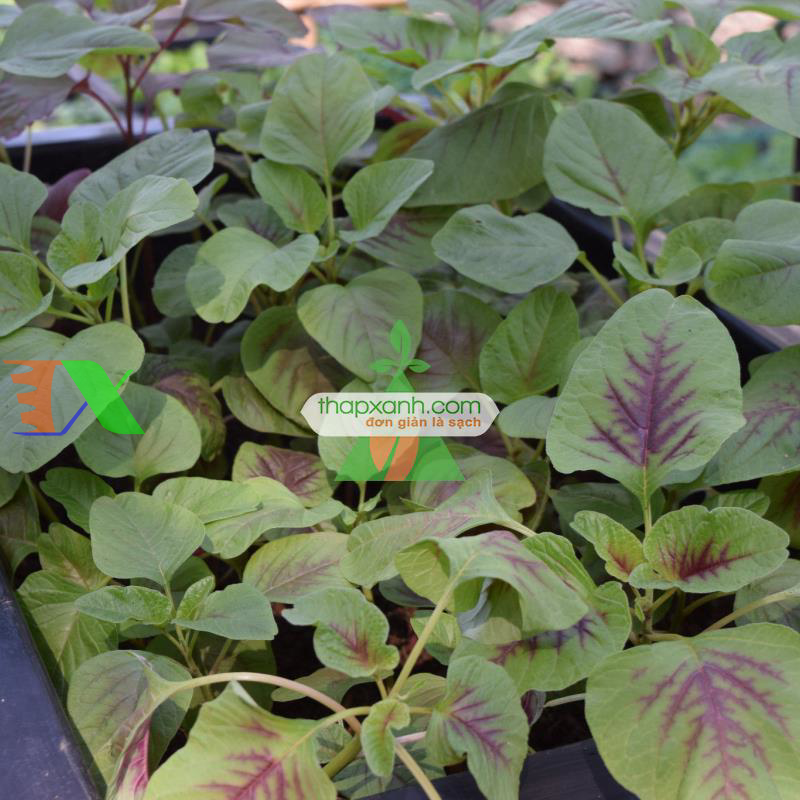 Hạt giống rau dền khoang