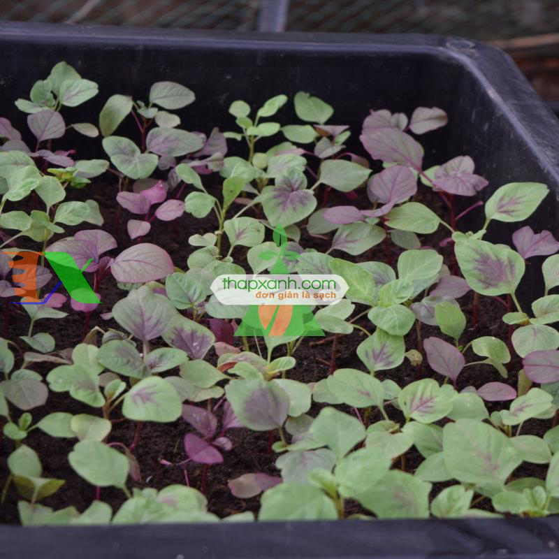 Hạt giống rau dền khoang