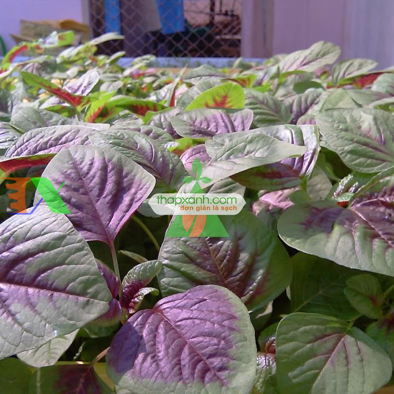 Hạt giống rau dền khoang