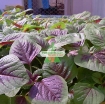 Gambar Hạt giống rau dền khoang