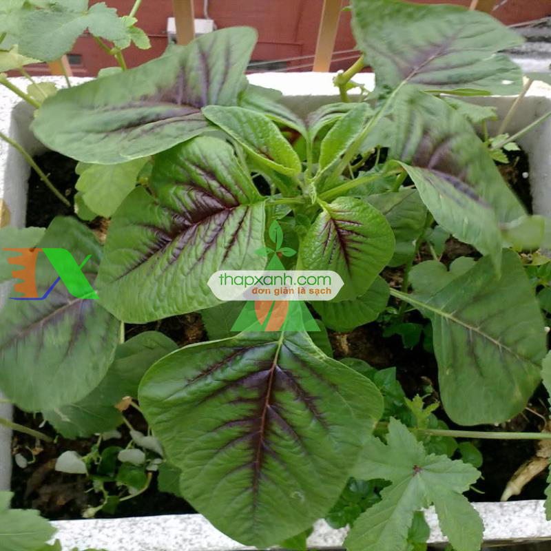 Hạt giống rau dền khoang