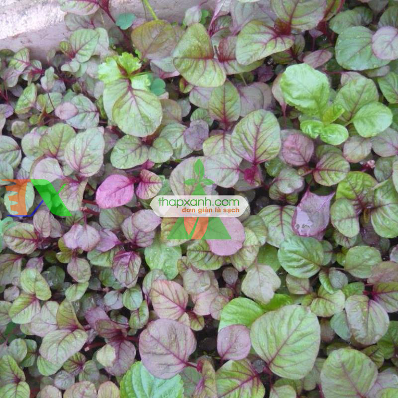 Hạt giống rau dền khoang