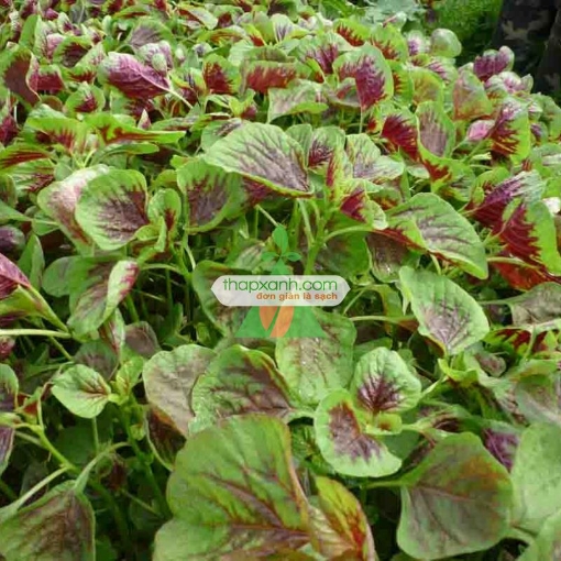 Gambar Hạt giống rau dền khoang