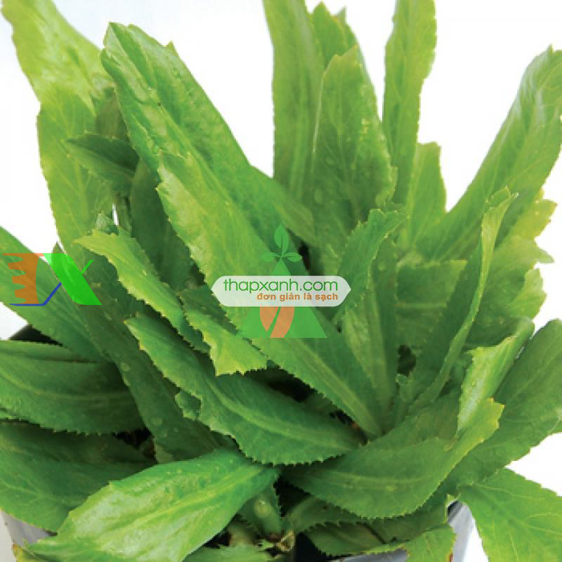 Hạt giống rau Mùi Tàu (Ngò Gai)