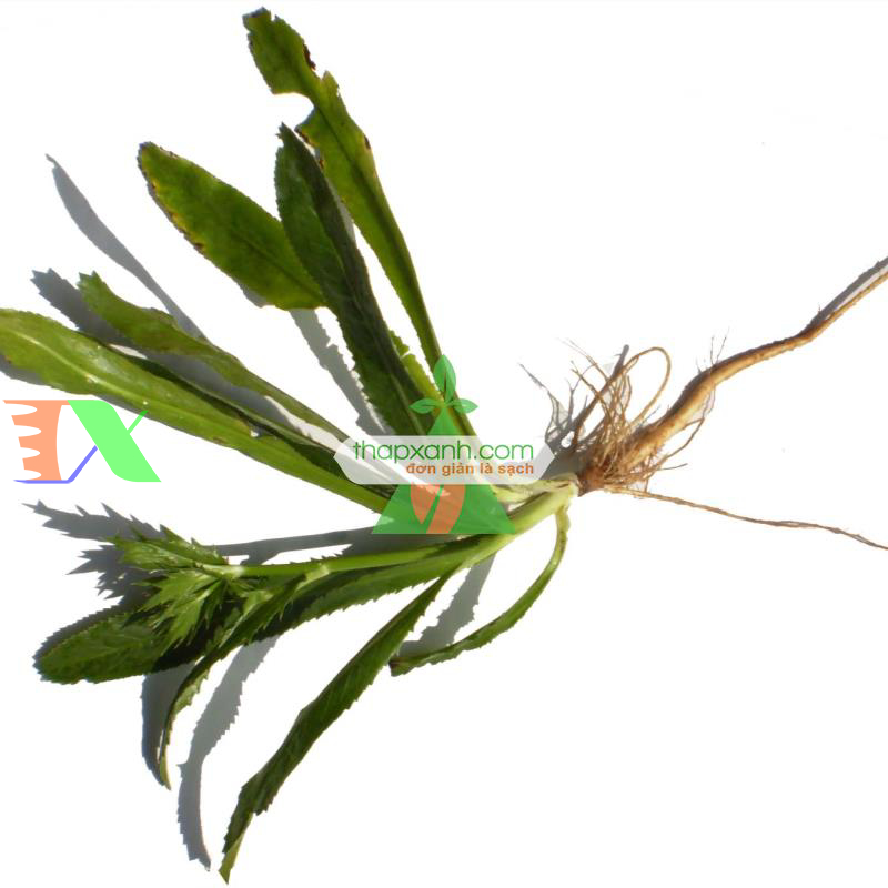 Hạt giống rau Mùi Tàu (Ngò Gai)