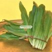 Gambar Hạt giống rau Mùi Tàu (Ngò Gai)