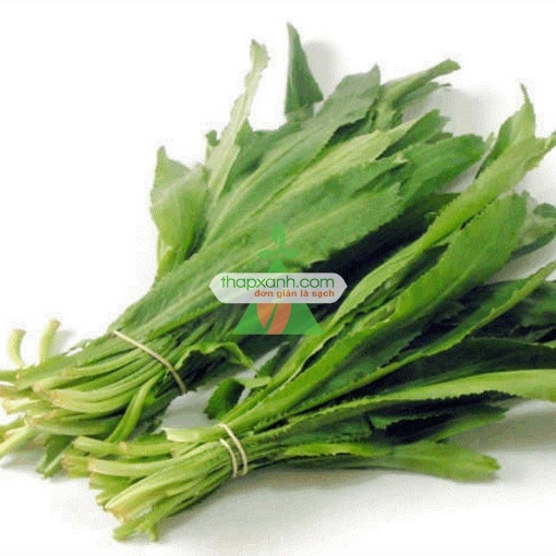 Gambar Hạt giống rau Mùi Tàu (Ngò Gai)