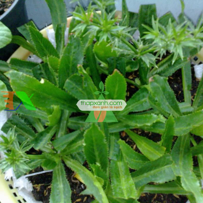 Hạt giống rau Mùi Tàu (Ngò Gai)