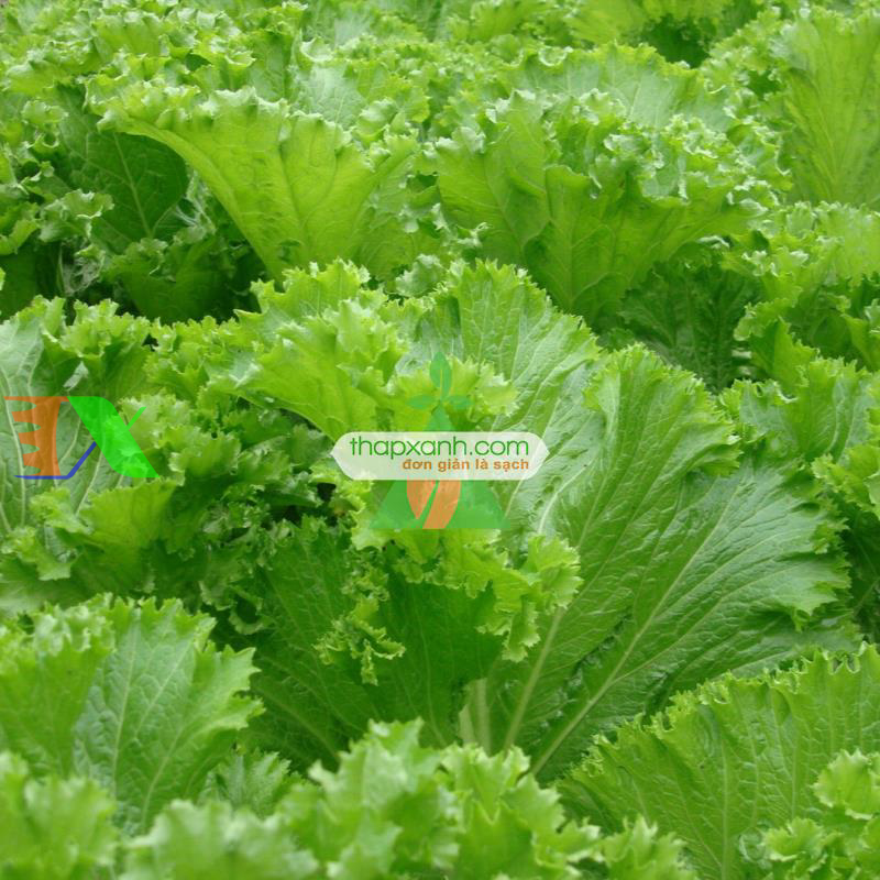 Hạt giống rau Cải Bẹ Mào Gà