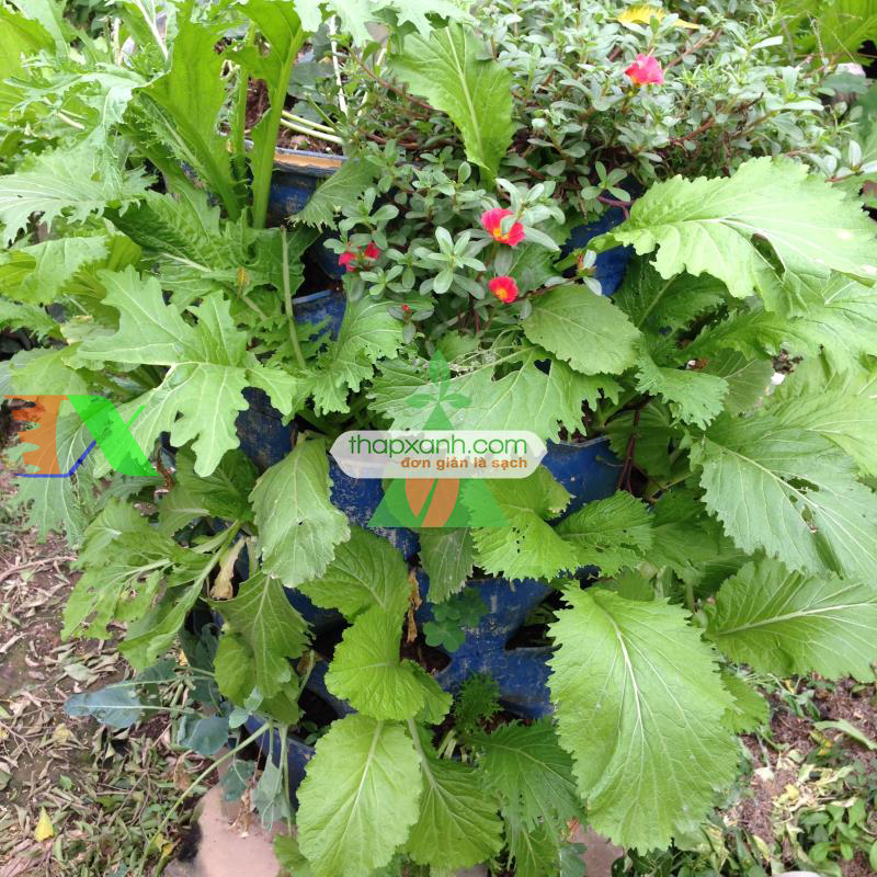 Hạt giống rau Cải Bẹ Mào Gà