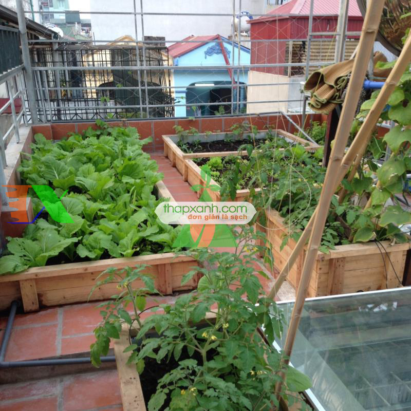 Hạt giống rau Cải Bẹ Mào Gà