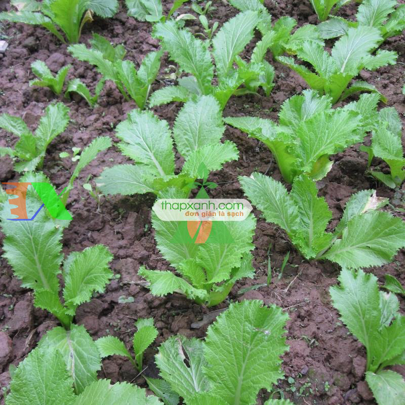 Hạt giống rau Cải Bẹ Mào Gà