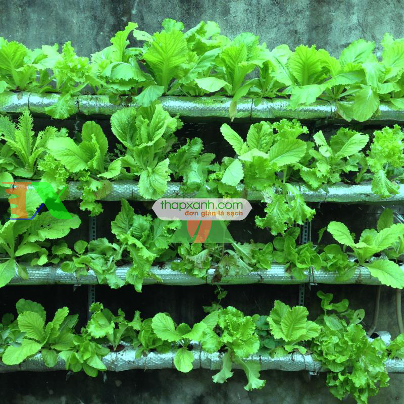 Hạt giống rau Cải Bẹ Mào Gà