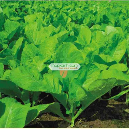Gambar Hạt giống rau Cải Mơ Hoàng Mai