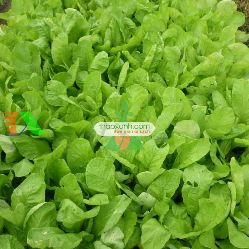 Hạt giống rau Cải Mơ Hoàng Mai