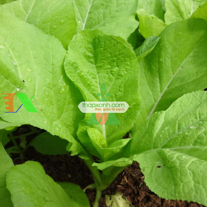 Hạt giống rau Cải Mơ Hoàng Mai